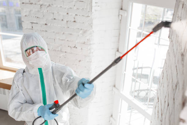 Best Black Mold Removal  in Somerset, PA