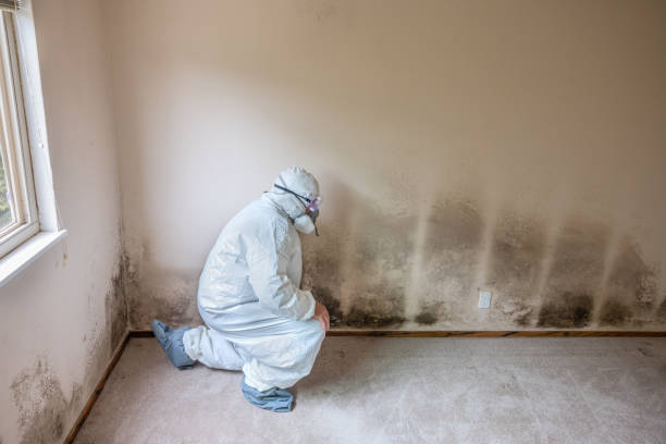 Best Biohazard Mold Removal  in Somerset, PA