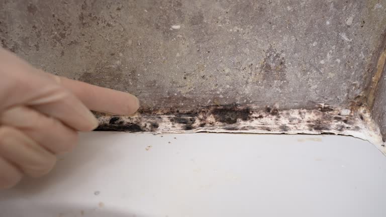 Best Commercial Mold Inspection  in Somerset, PA